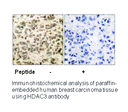 Product image for HDAC3 Antibody