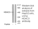 Product image for HDAC3 Antibody