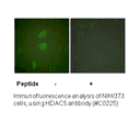 Product image for HDAC5 Antibody