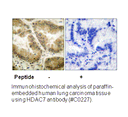 Product image for HDAC7 Antibody