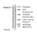 Product image for HDAC7 Antibody