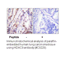 Product image for HDAC9 Antibody