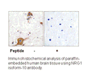 Product image for Heregulin Antibody