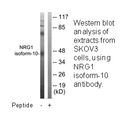 Product image for Heregulin Antibody