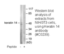 Product image for Keratin 14 Antibody