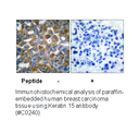 Product image for Keratin 15 Antibody