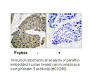 Product image for Keratin 5 Antibody