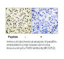 Product image for Ku70/80 Antibody