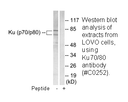 Product image for Ku70/80 Antibody