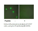 Product image for Ku70 Antibody