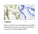 Product image for Ku70 Antibody