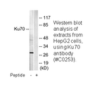 Product image for Ku70 Antibody