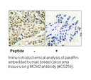 Product image for MCM2 Antibody