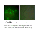 Product image for MDM2 Antibody