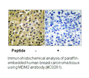 Product image for MDM2 Antibody