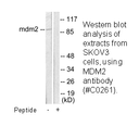 Product image for MDM2 Antibody