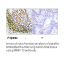 Product image for MMP-10 Antibody