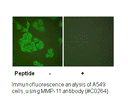 Product image for MMP-11 Antibody