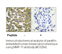 Product image for MMP-11 Antibody