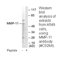 Product image for MMP-11 Antibody