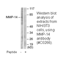 Product image for MMP-14 Antibody