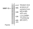 Product image for MMP-15 Antibody