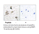 Product image for MMP-16 Antibody