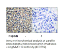 Product image for MMP-19 Antibody