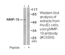 Product image for MMP-19 Antibody