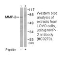 Product image for MMP-2 Antibody