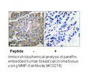 Product image for MMP-8 Antibody