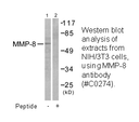 Product image for MMP-8 Antibody