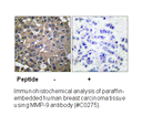 Product image for MMP-9 Antibody