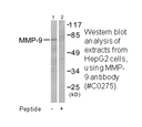 Product image for MMP-9 Antibody