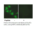 Product image for Nrf2 Antibody