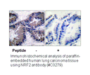 Product image for Nrf2 Antibody