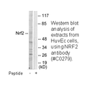 Product image for Nrf2 Antibody