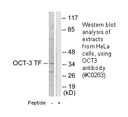 Product image for OCT3 Antibody