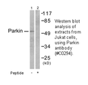 Product image for Parkin Antibody