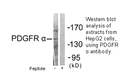 Product image for PDGFR &alpha; Antibody