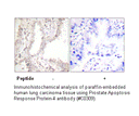 Product image for Prostate A8520 Response protein-4 Antibody