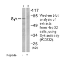 Product image for SYK Antibody