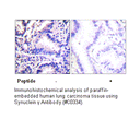 Product image for Synuclein &gamma; Antibody