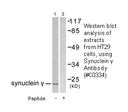 Product image for Synuclein &gamma; Antibody