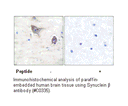 Product image for Synuclein &beta; Antibody