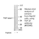 Product image for TGF &beta;1 Antibody