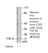 Product image for TGF &beta;3 Antibody