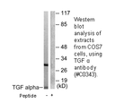 Product image for TGF &alpha; Antibody