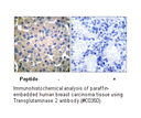 Product image for Transglutaminase 2 Antibody