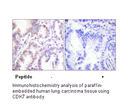 Product image for CDK7 Antibody